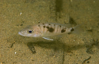 Stigmatochromis melanchros 'Chiofu'